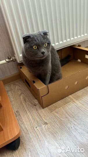 Шотландский кот