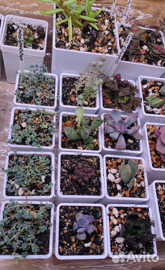 Суккуленты