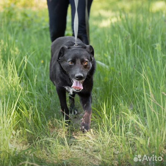 Лилит, 2 года, стерилизована