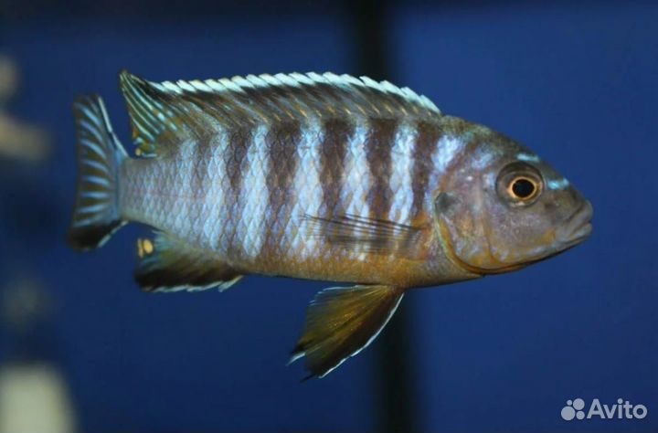 Псевдотрофеус Зебра