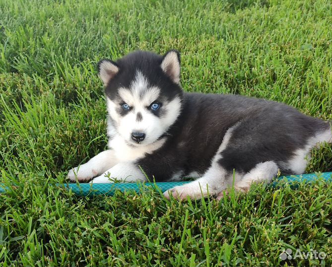 Щенки породы Сибирский хаски