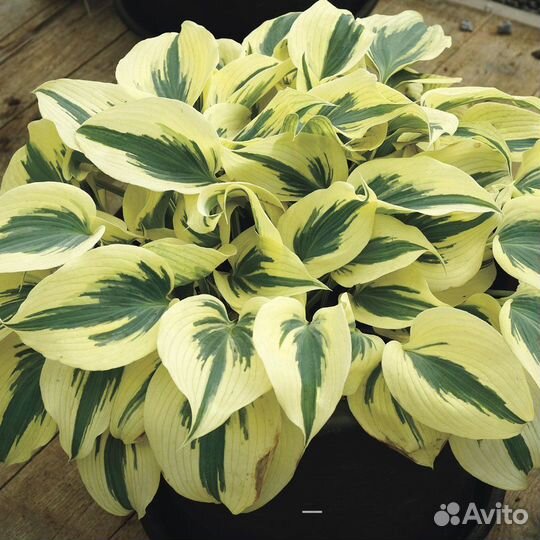 Хосты сортовые