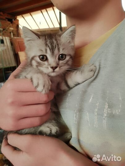 Котенок от породистый кошки