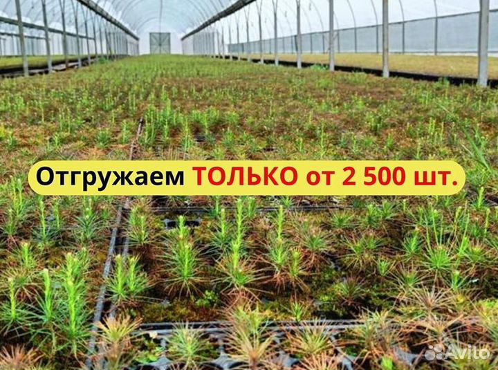 Саженцы сосны и ели окс от производителя