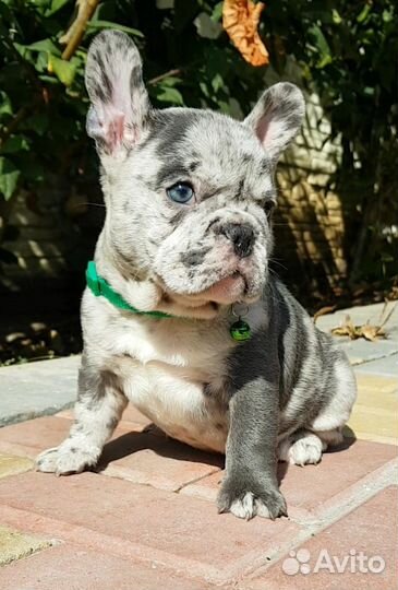 Французский бульдог щенки голубой