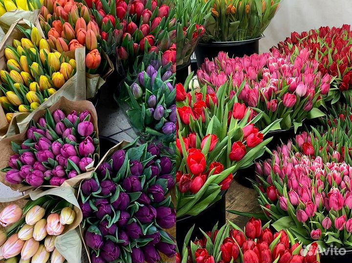 Оптом тюльпаны