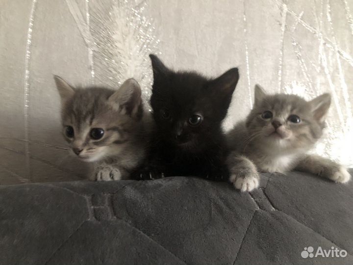Котятки