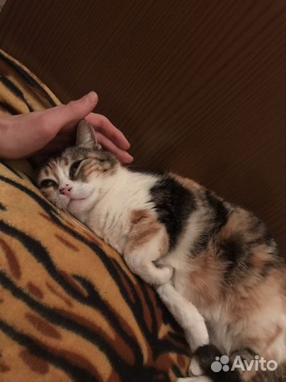 Кошка в дар бесплатно