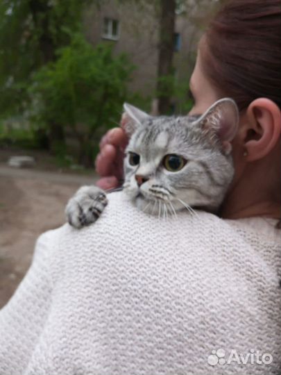 Кошечка найдена прочитайте пожалуйста