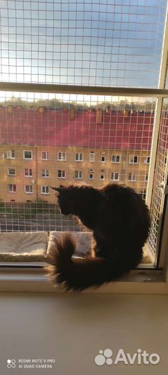 Кошачий балкон