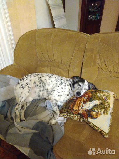 Зоогостиница (передержка) питомца Тюмень ммс