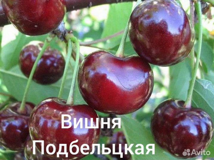Саженцы Вишни