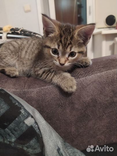 Отдам бесплатно кошку