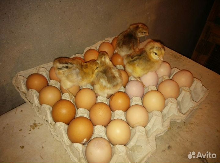 Качественное яйцо под инкубацию