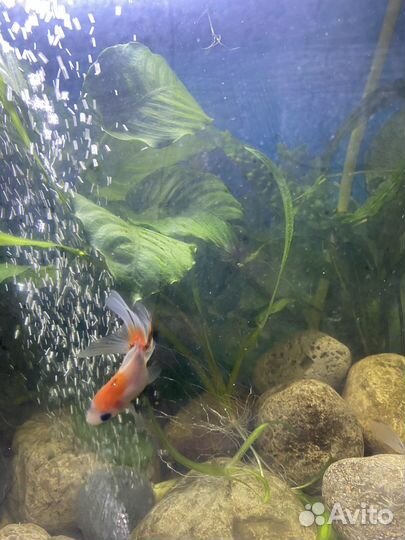 Аквариум