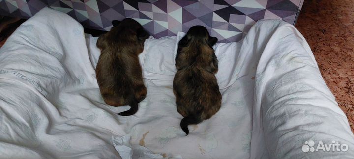 Щенки пекинеса