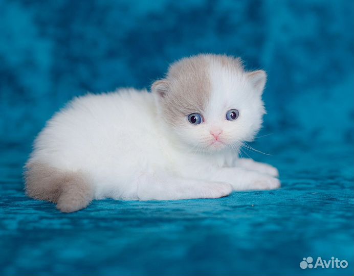 Мальчик лиловый ван