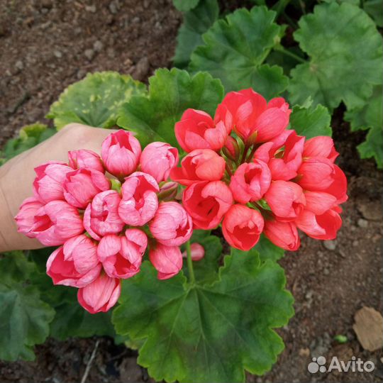 Герань тюльпановидная