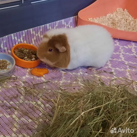 Передержка животных. Зооняня