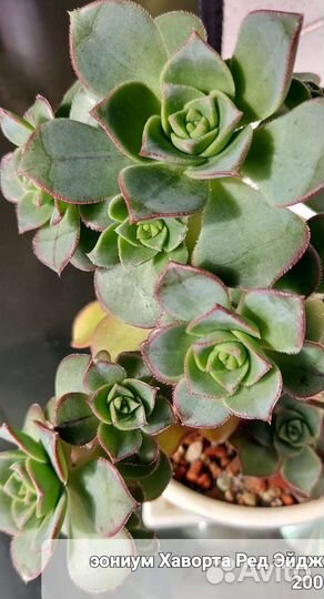 Суккуленты эониумы черенки