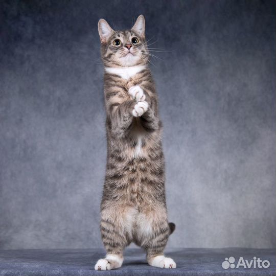 Молодой ласковый кот Стёпка