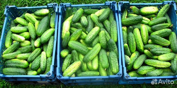Огурцы свежие, открытого грунта, 5 кг