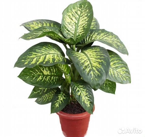 Комнатные растения цветы