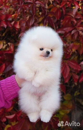 Померанский шпиц