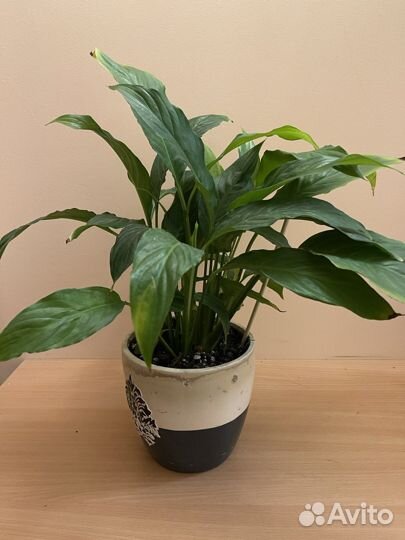 Спатифиллум