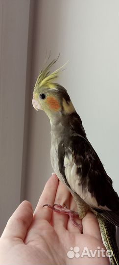 Корелла птенцы