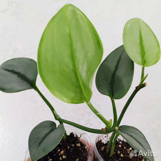 Эпипремниумы