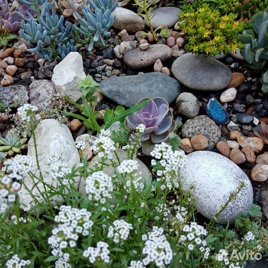 Суккуленты