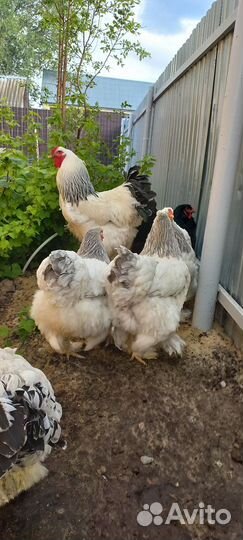 Петухи и куры Колумбийская брама