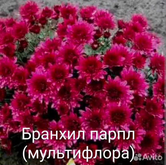 Хризантема подрощенные черенки