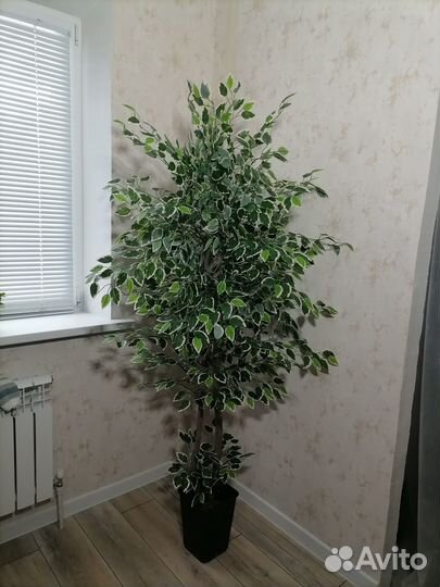 Искусственный фикус