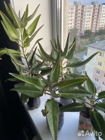 Каланхоэ лечебное