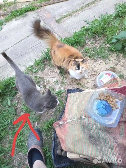 Осиротели кошки