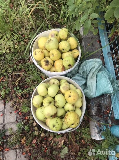 Гуманитарная помощь- корм для животных