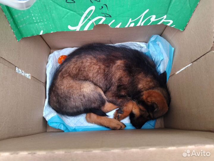 Отдам щенка в добрые руки