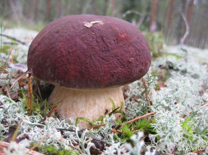 Боровики грибы