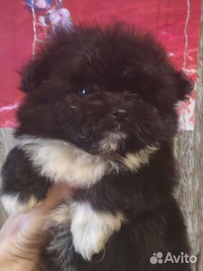 Медвежонок породы пом фризе