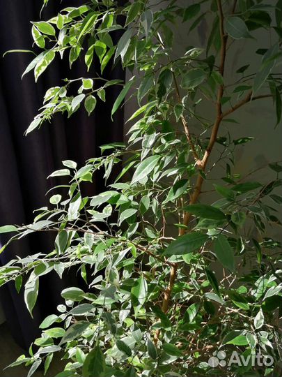 Фикус бенджамина