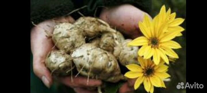 Топинамбур