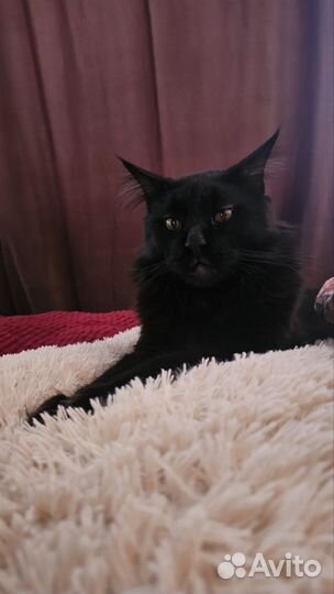 Котя мейн-кун вязка