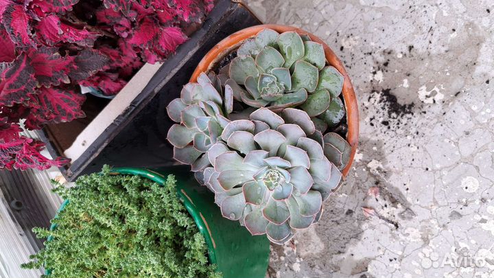 Эхеверия шавиана