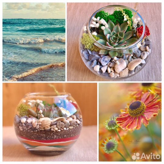Флорариум суккуленты 12 см в наличии