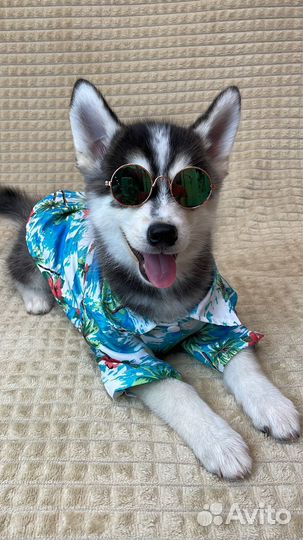 Щенки Помски