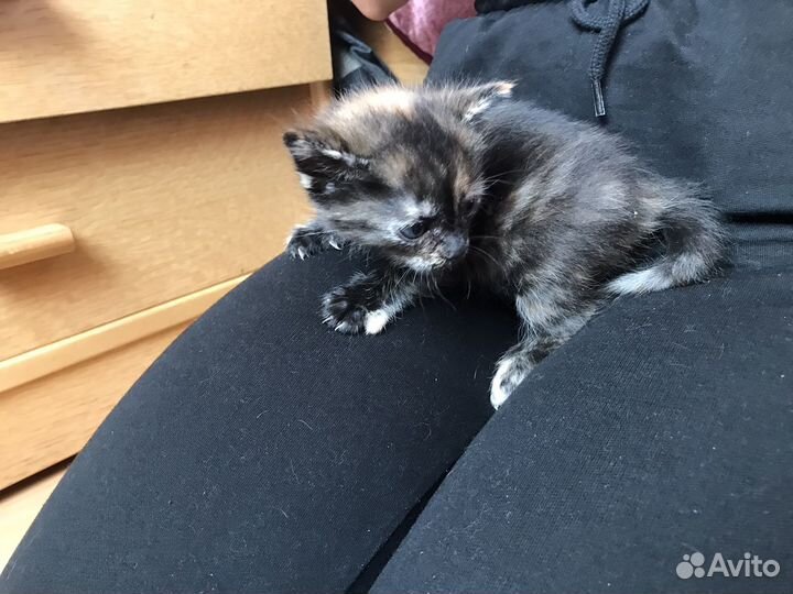 Котята бесплатно