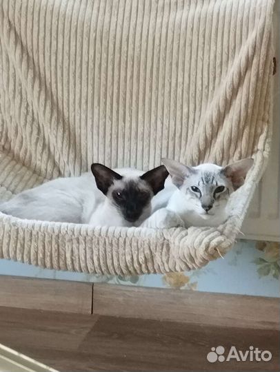 Ориентальные котята