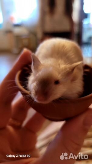 Мышь декоративная сиамская мальчик